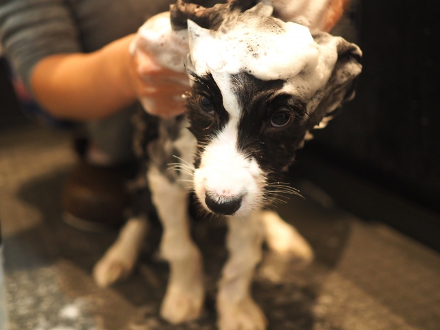 シャンプーしている犬の画像