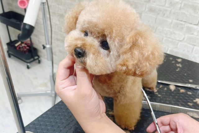 トリミングしている犬の画像