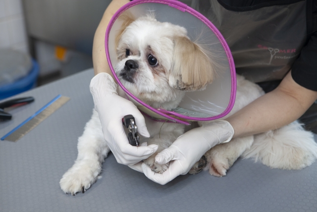 爪切りしている犬の画像